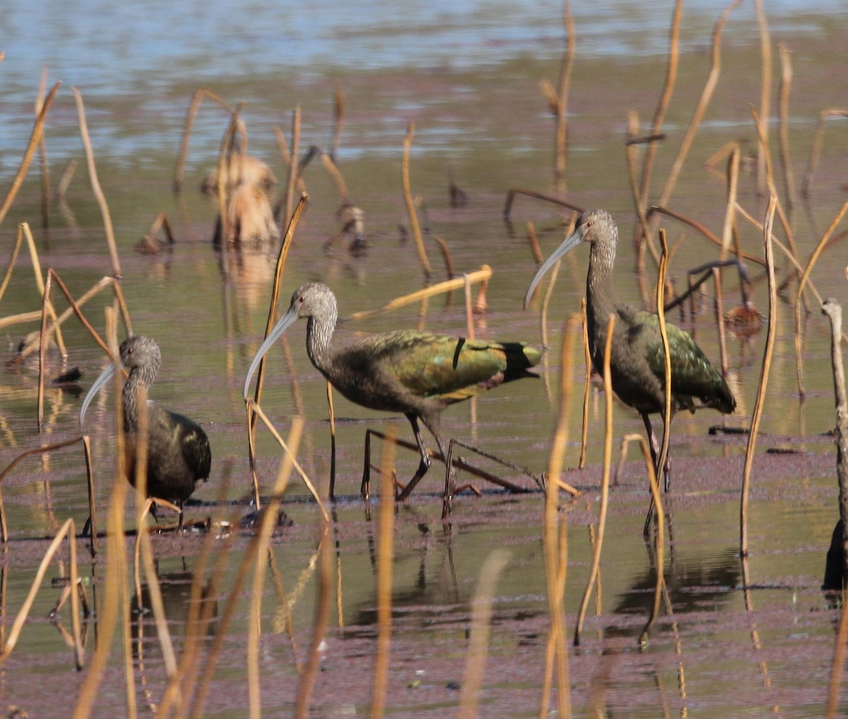 White-faced Ibis - Joe Gieringer