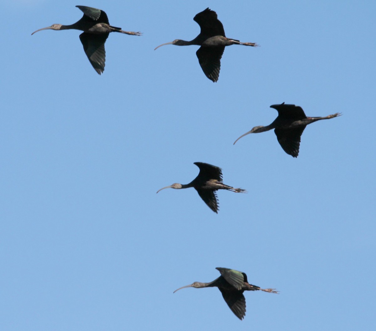 White-faced Ibis - Joe Gieringer