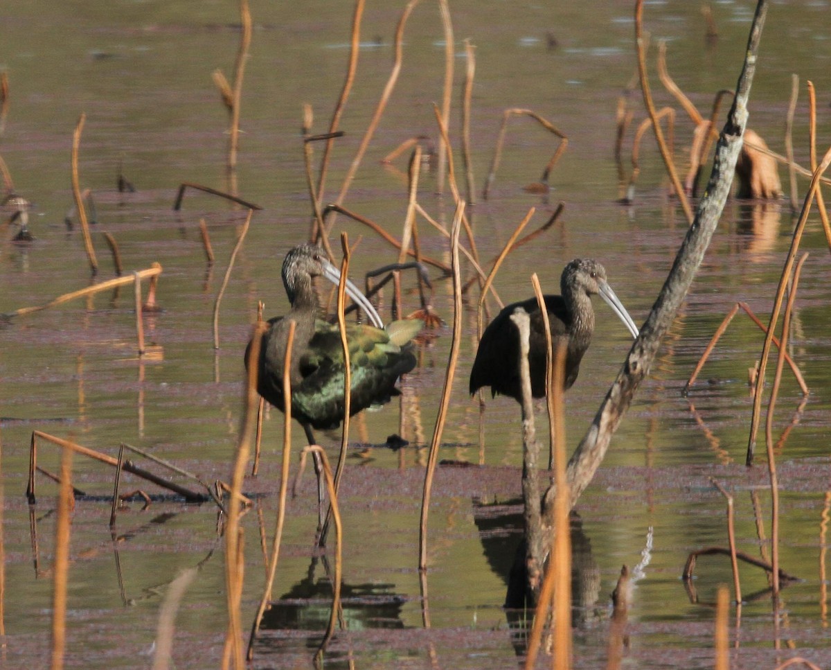 White-faced Ibis - ML611708657