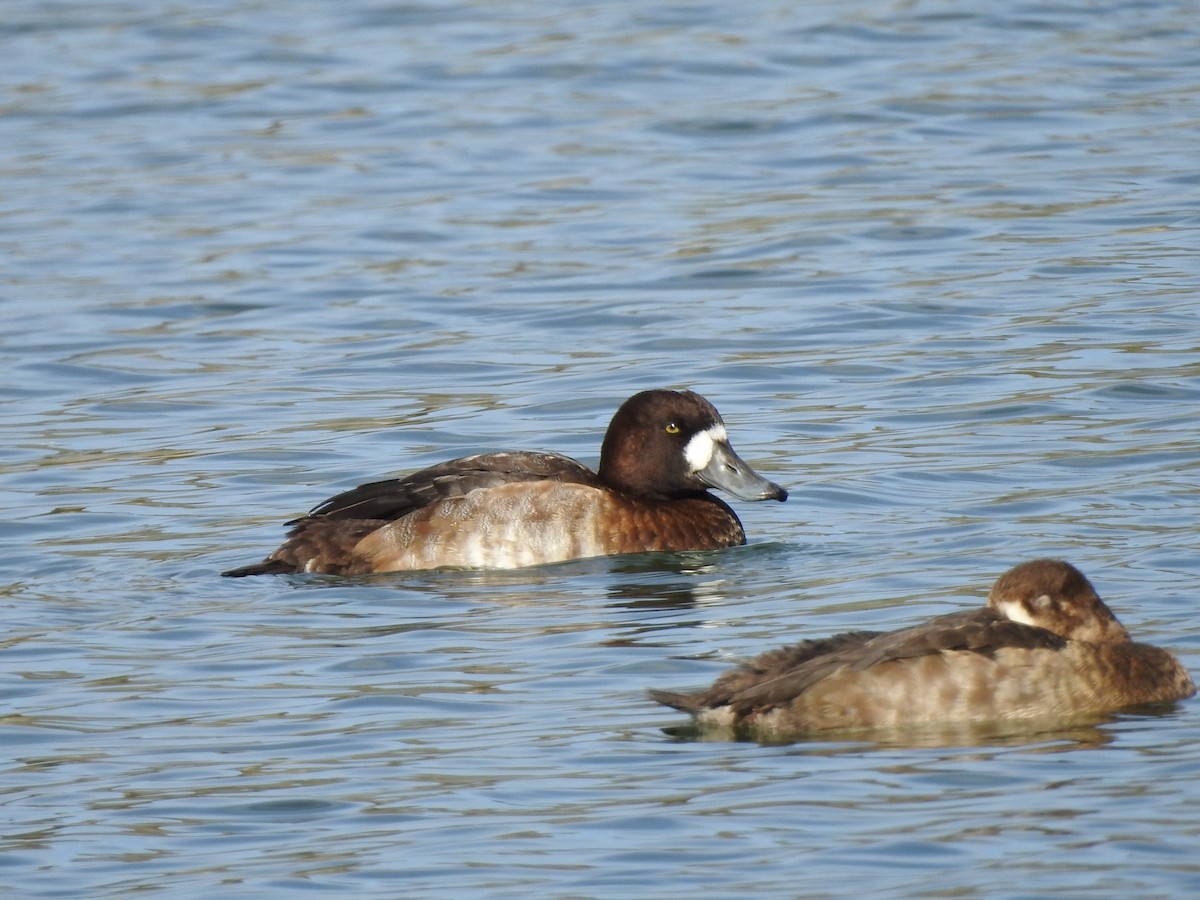 Greater Scaup - ML611708702
