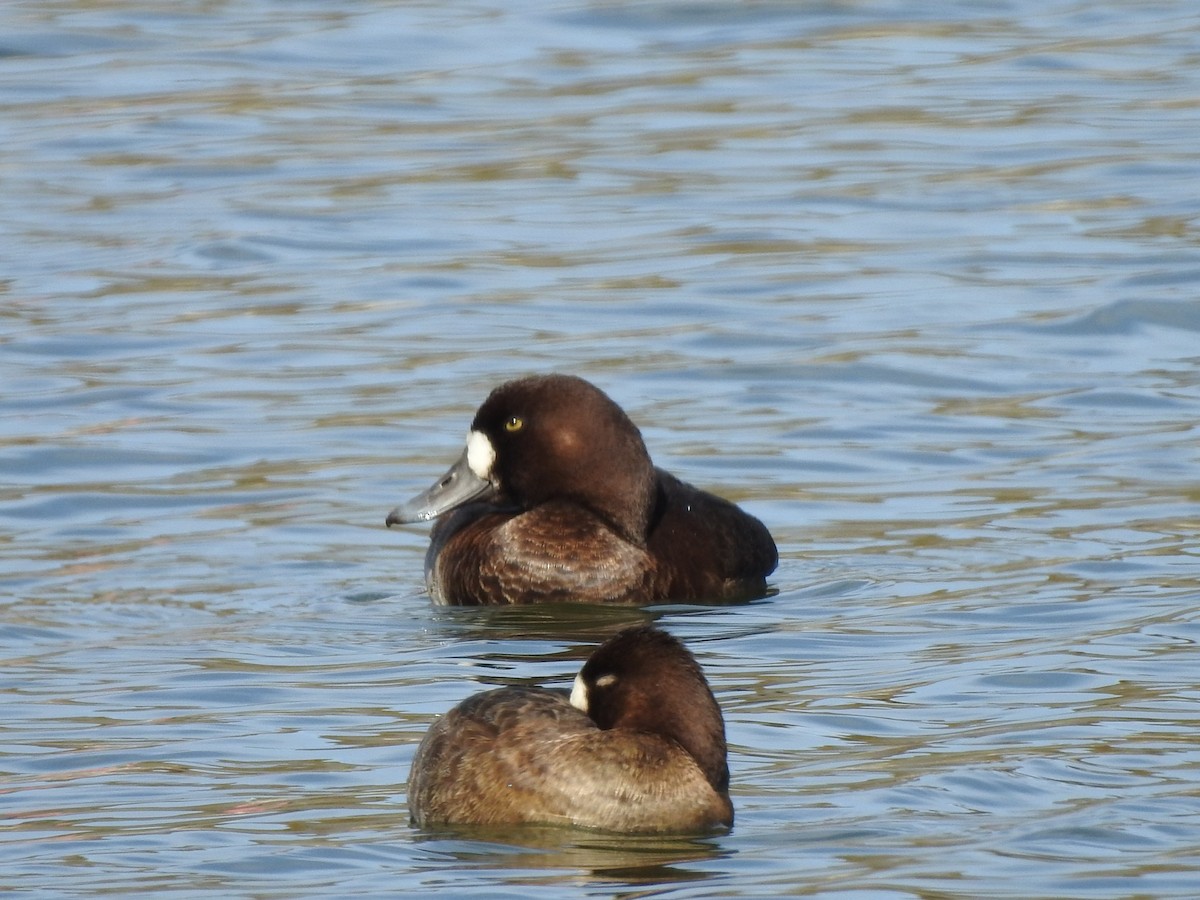 Greater Scaup - ML611708704