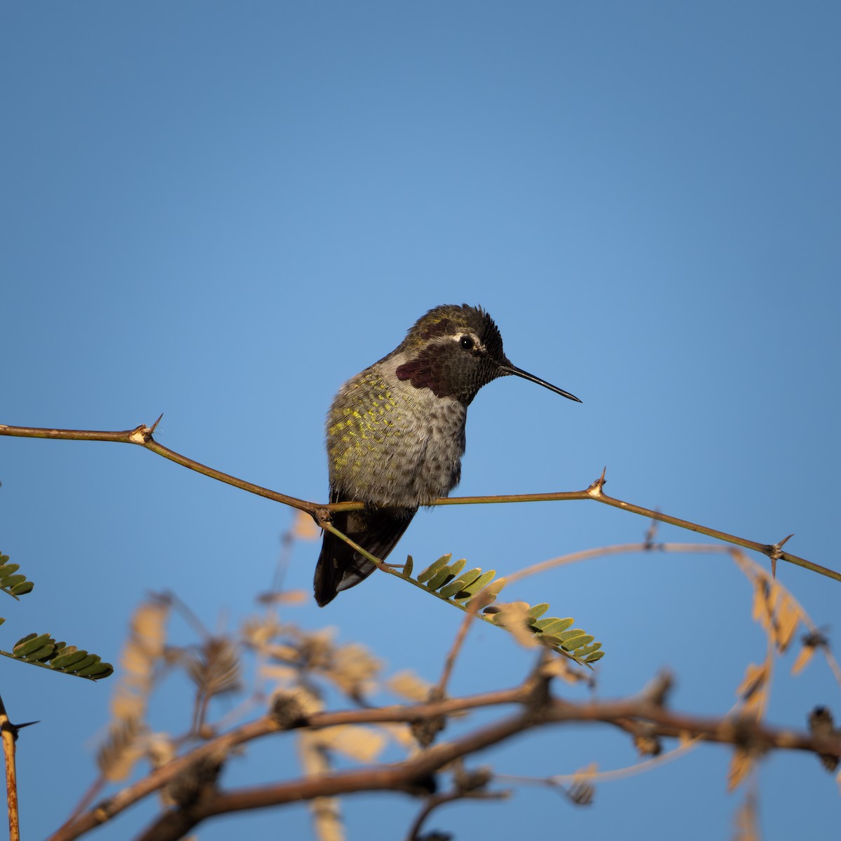 rødmaskekolibri - ML611708757