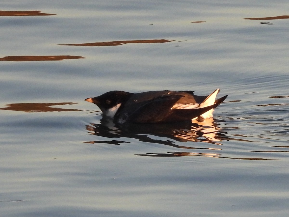 Ancient Murrelet - Dan Greaney