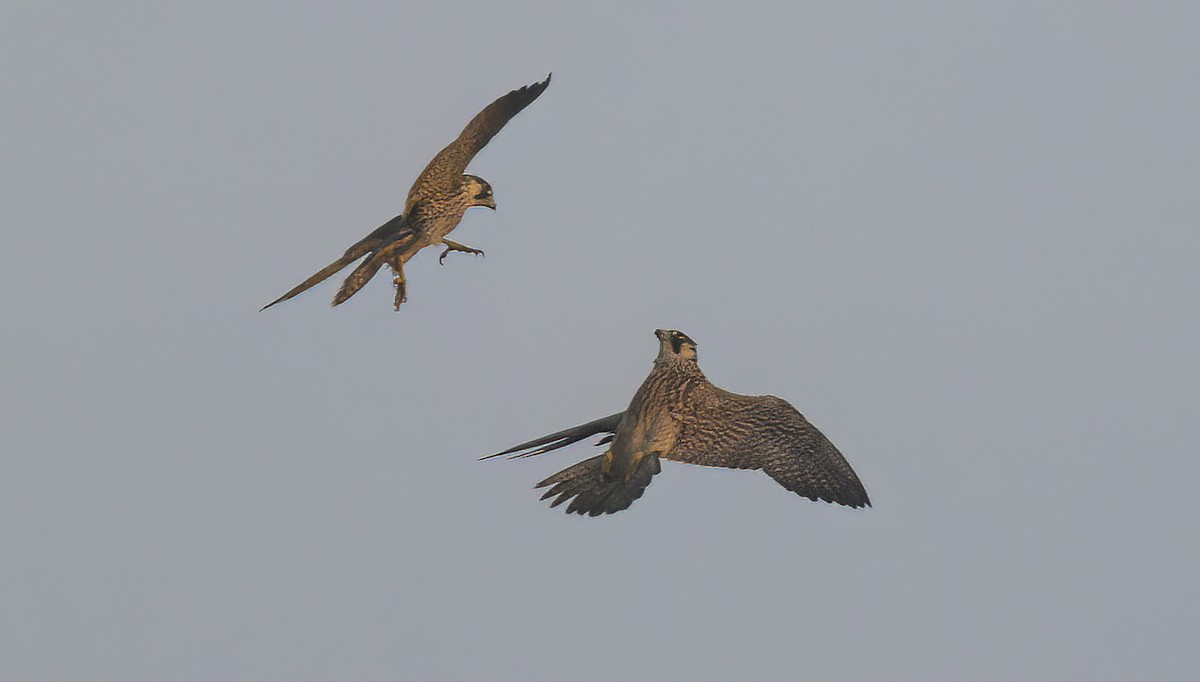 Peregrine Falcon - ML611708928