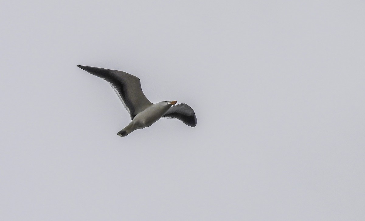 Pacific Gull - ML611709005