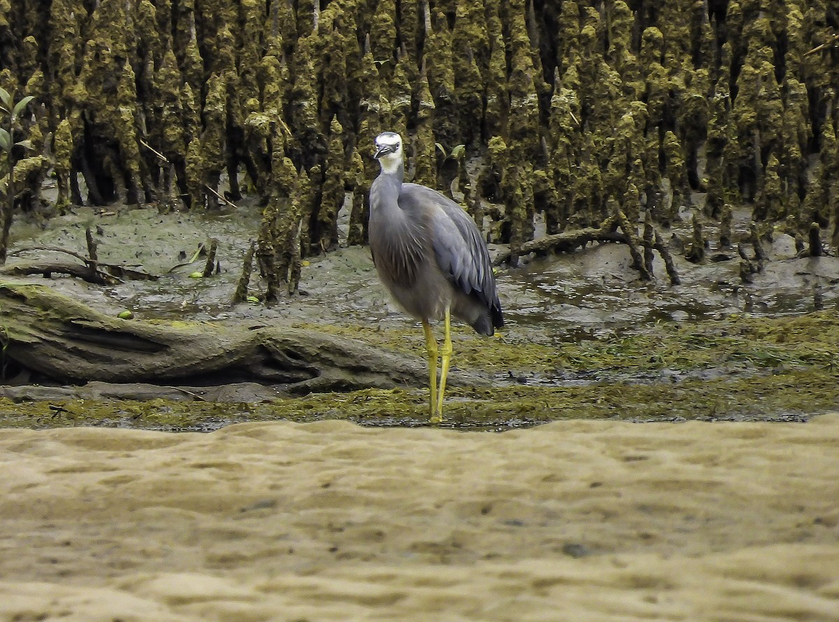 White-faced Heron - Kathie Thomas