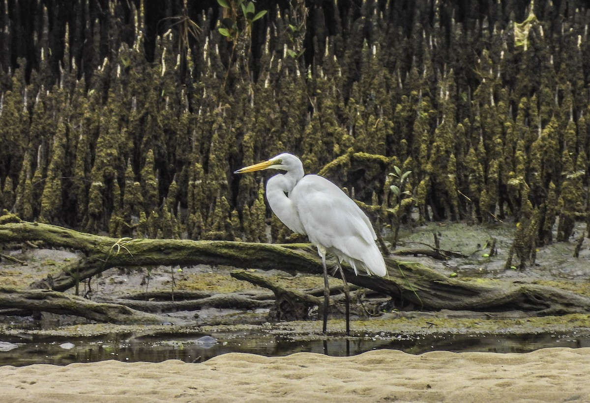 Great Egret - ML611709114