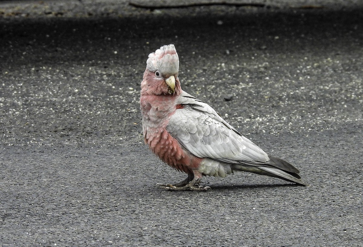 Galah - ML611709116