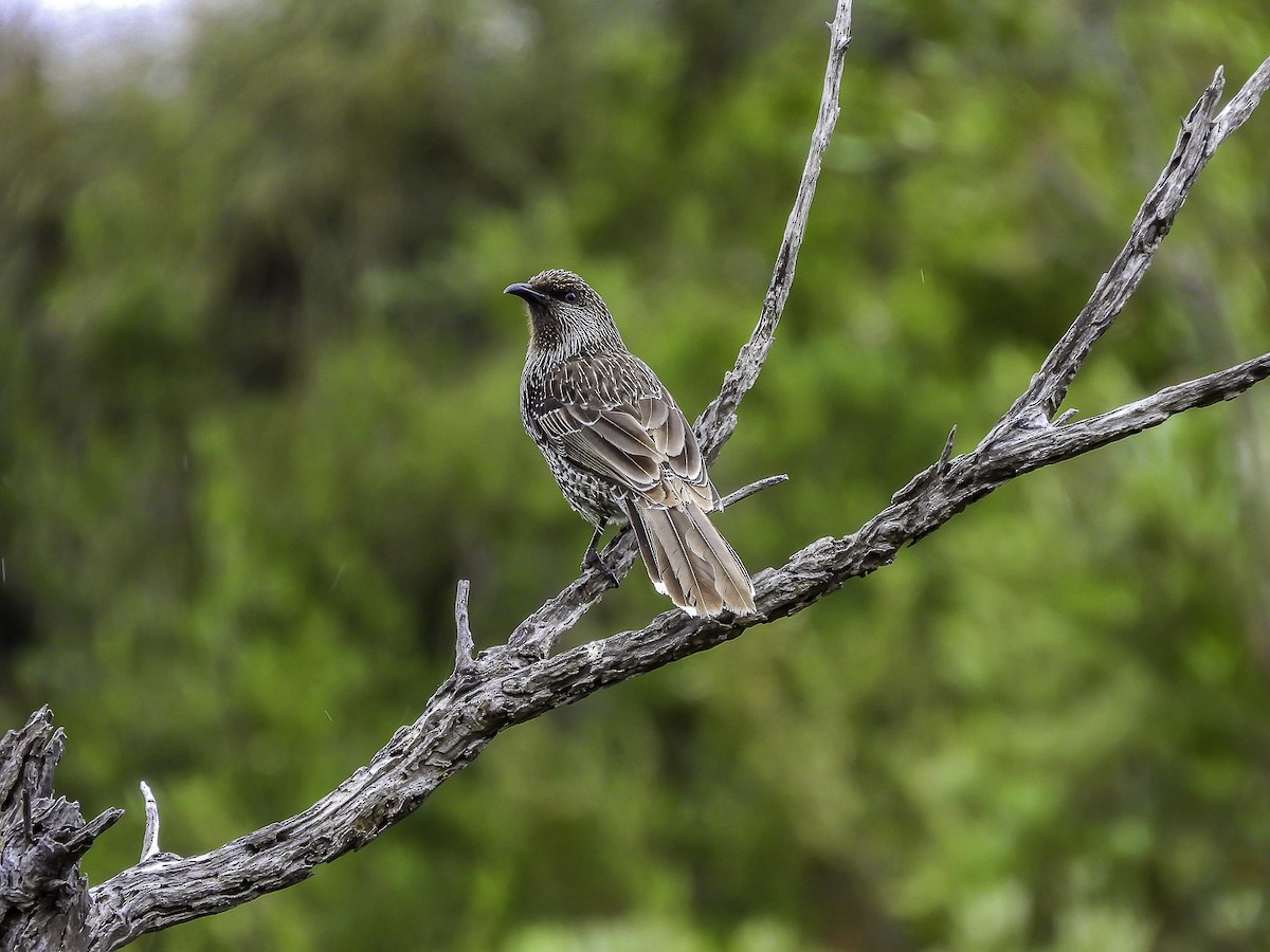 Little Wattlebird - Kathie Thomas