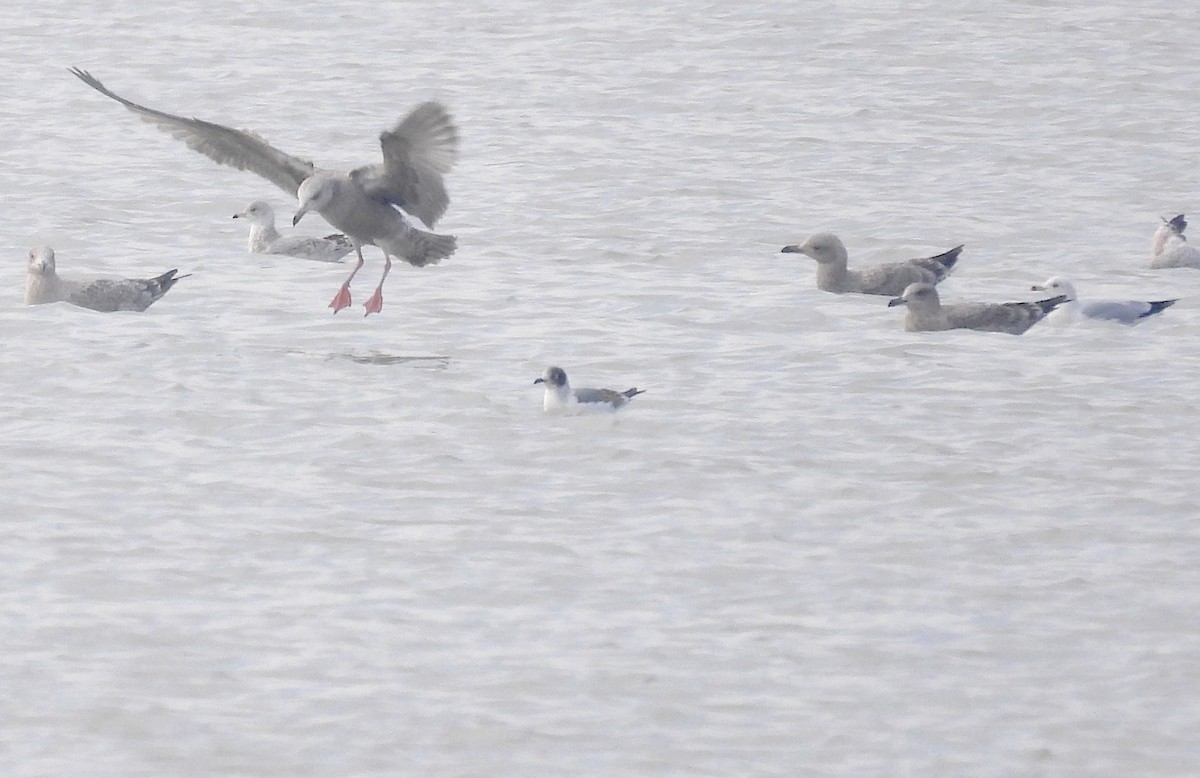 Franklin's Gull - ML611709143