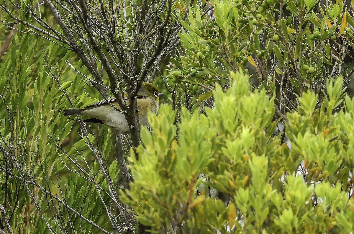 Zostérops à dos gris - ML611709145