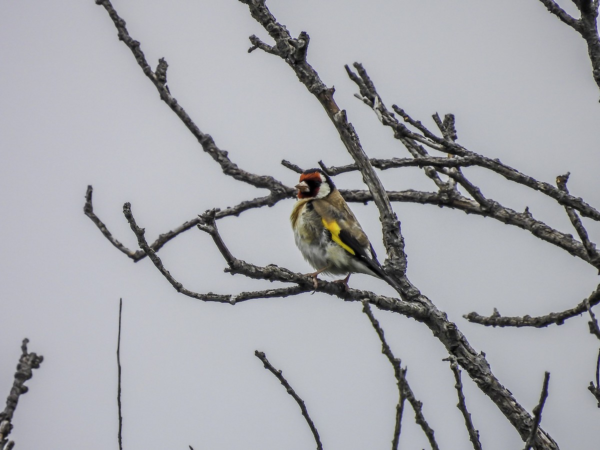 European Goldfinch - ML611709160