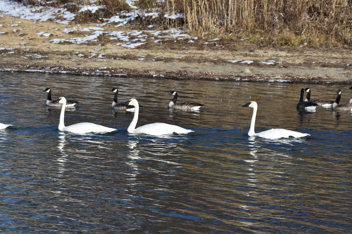 Trumpeter Swan - ML611709236