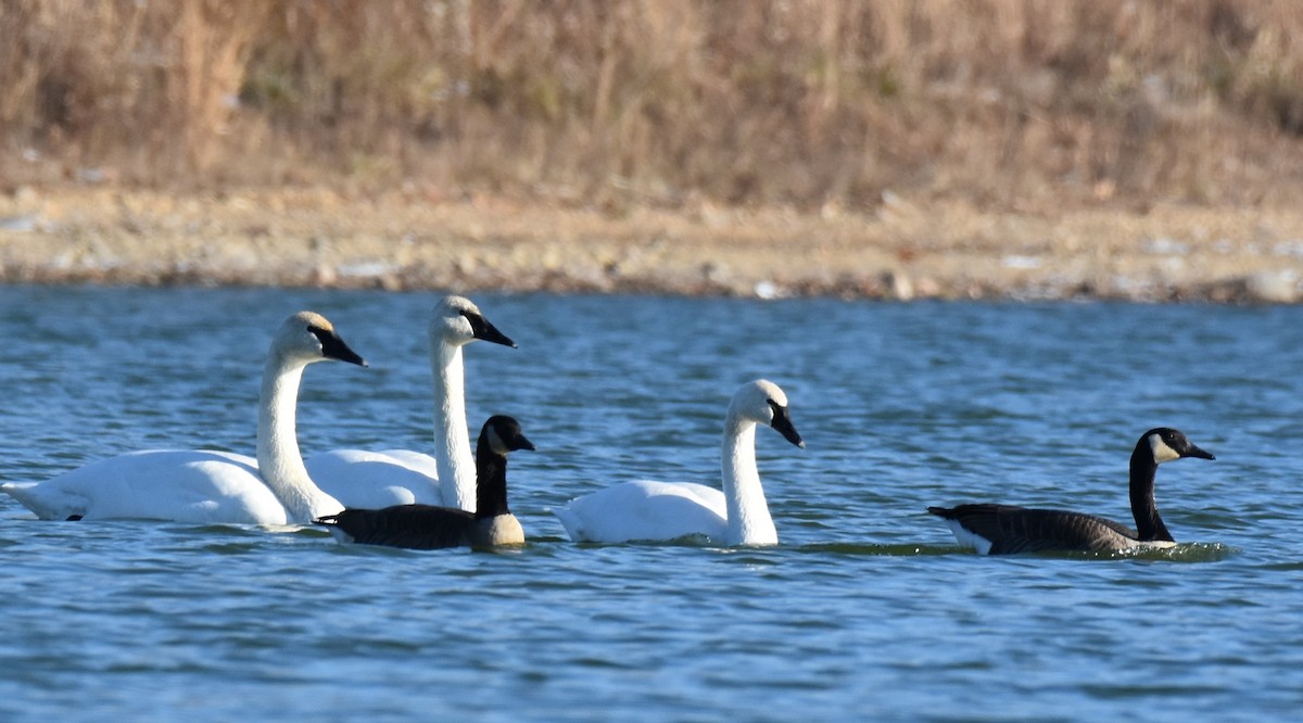 Trumpeter Swan - ML611709285