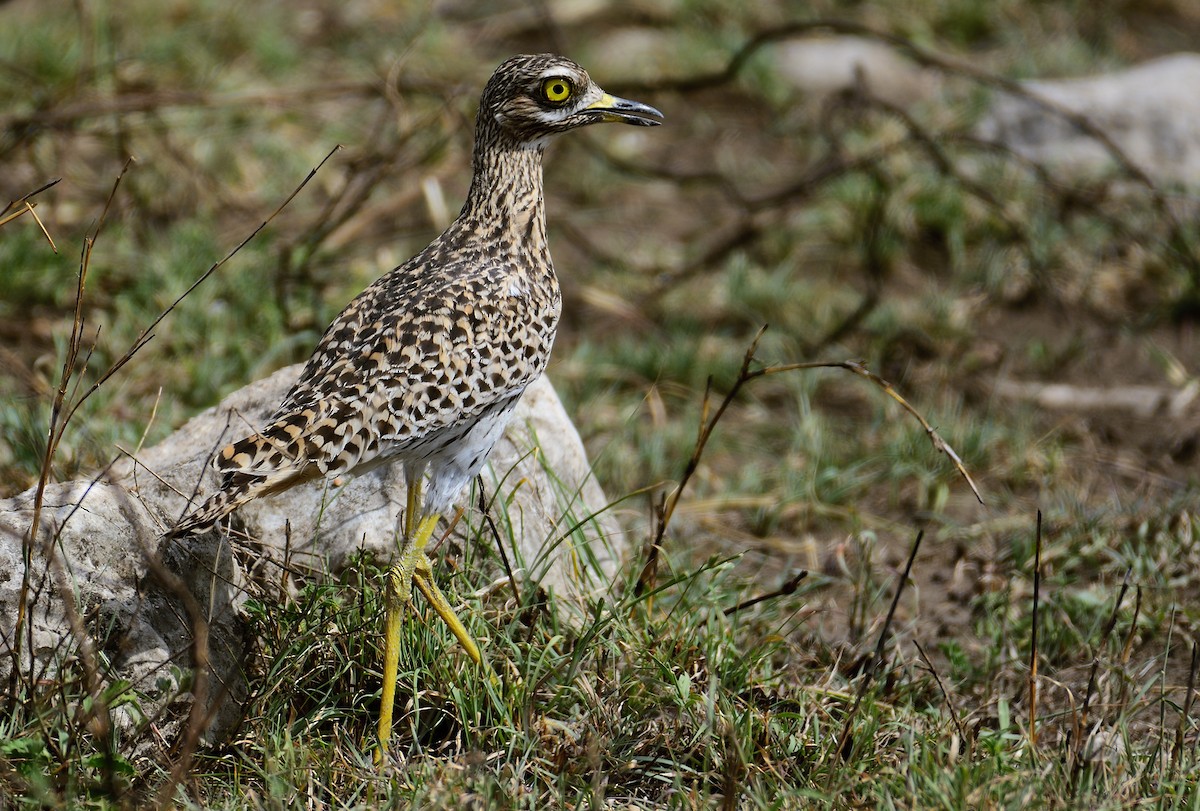 Spotted Thick-knee - Ad Konings