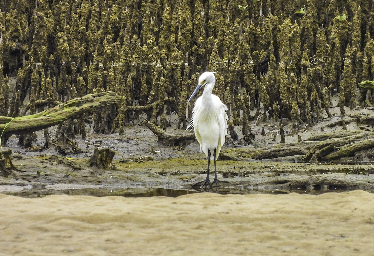 Little Egret - Kathie Thomas