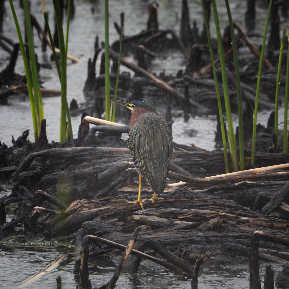 Green Heron - Eldon Vita