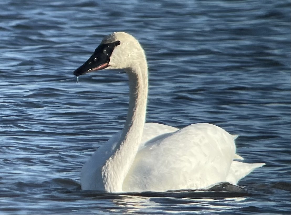 Cygne trompette - ML611709391