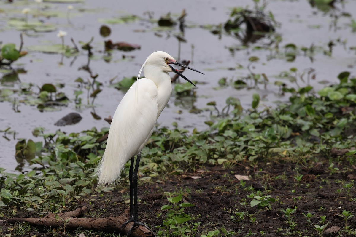 Little Egret - ML611709396