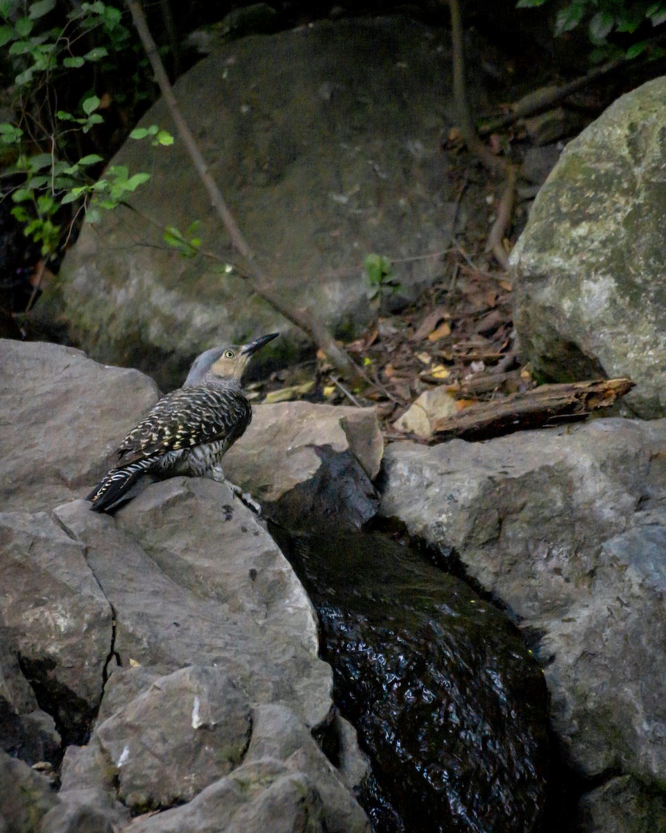 Chilean Flicker - ML611709532