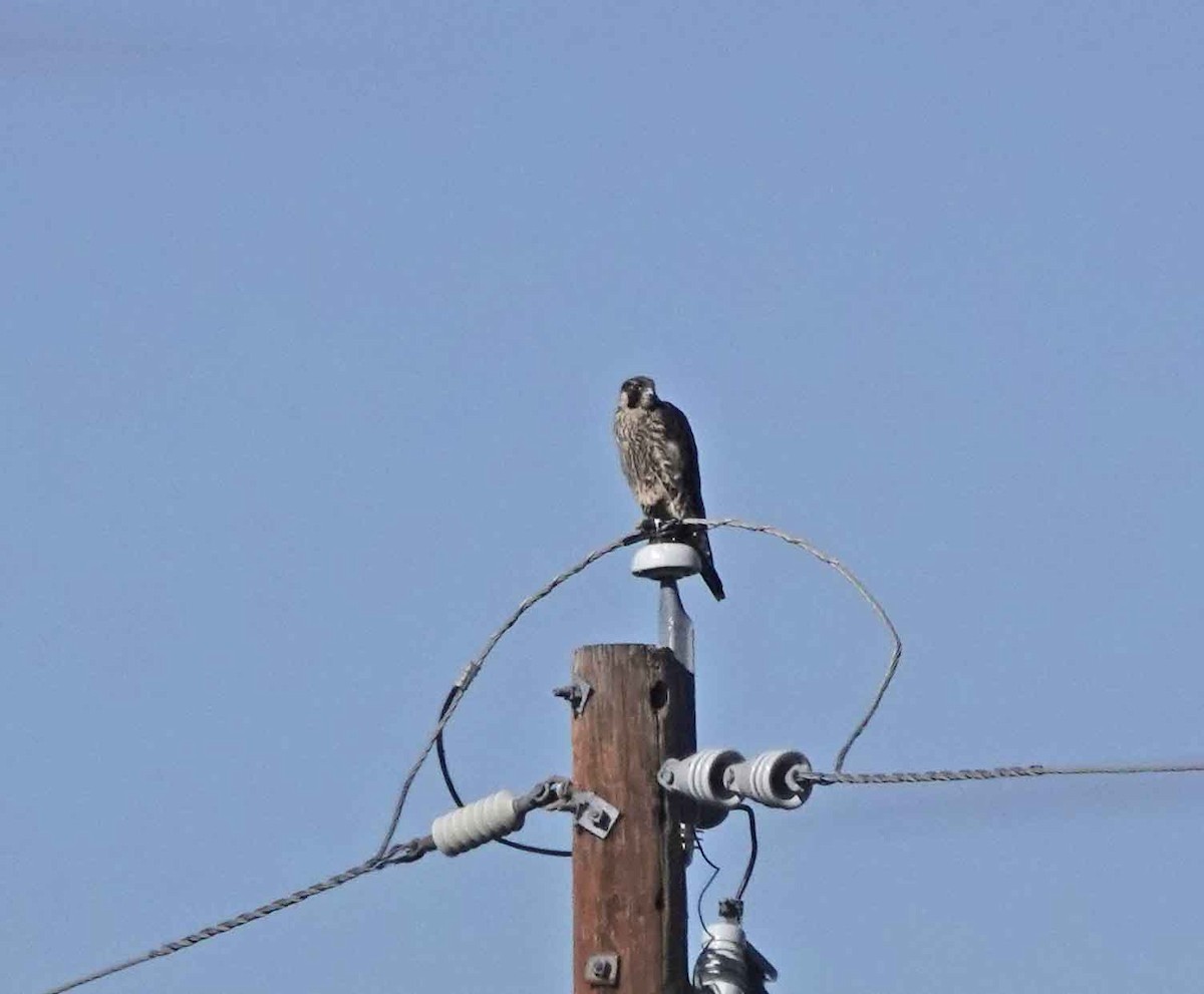 Peregrine Falcon - ML611709560