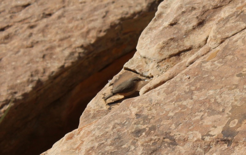 Rock Wren - ML611709826