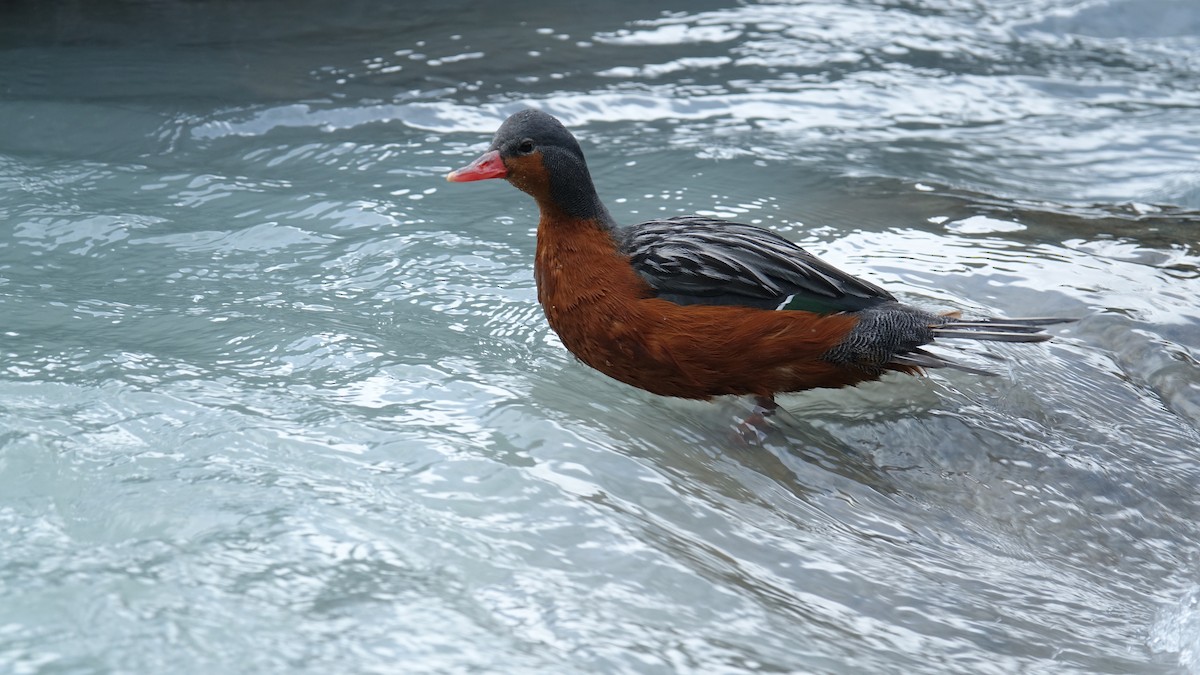 Torrent Duck - ML611709838