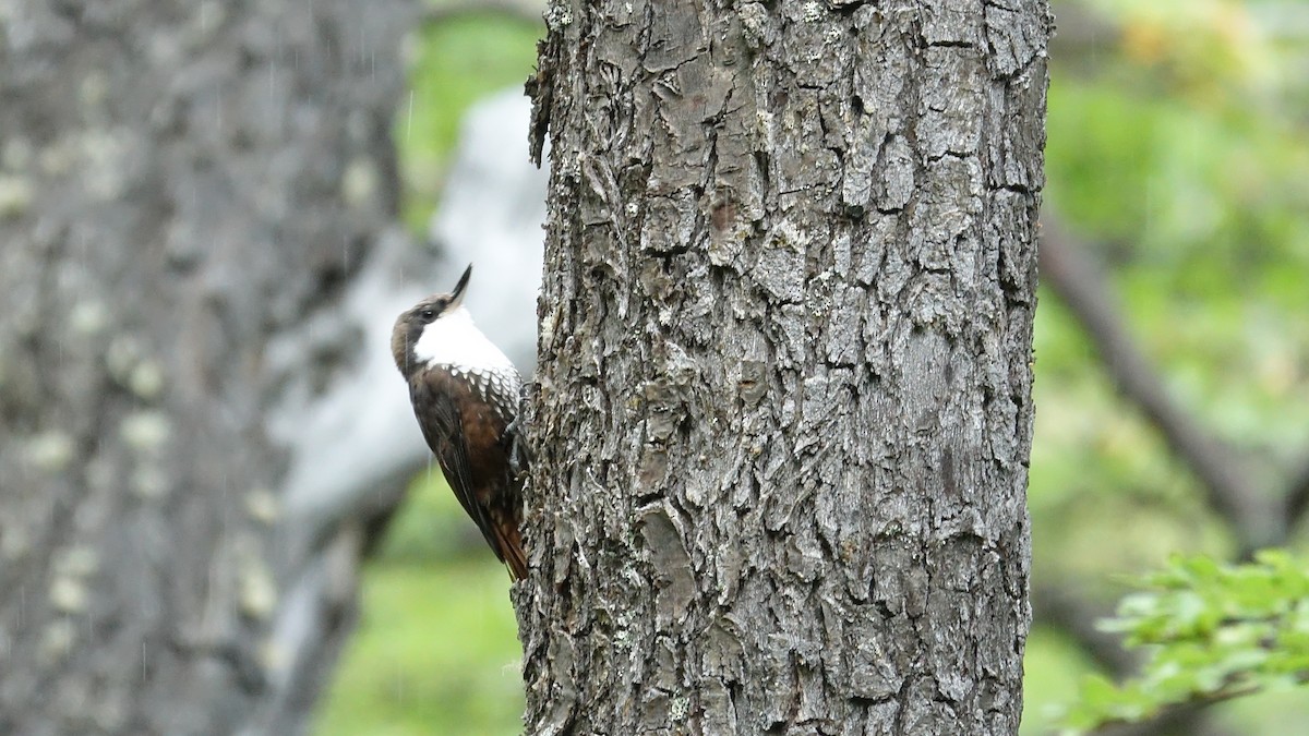 White-throated Treerunner - ML611709873