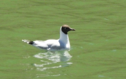 Gaviota Cahuil - ML611709890