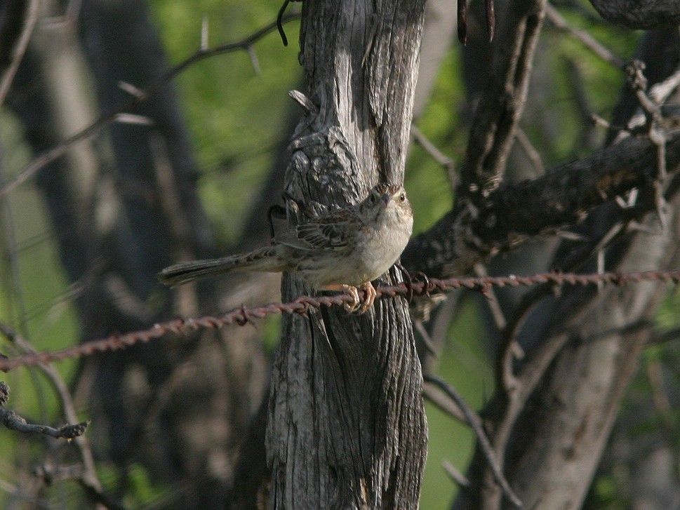 Cassin's Sparrow - ML611709915