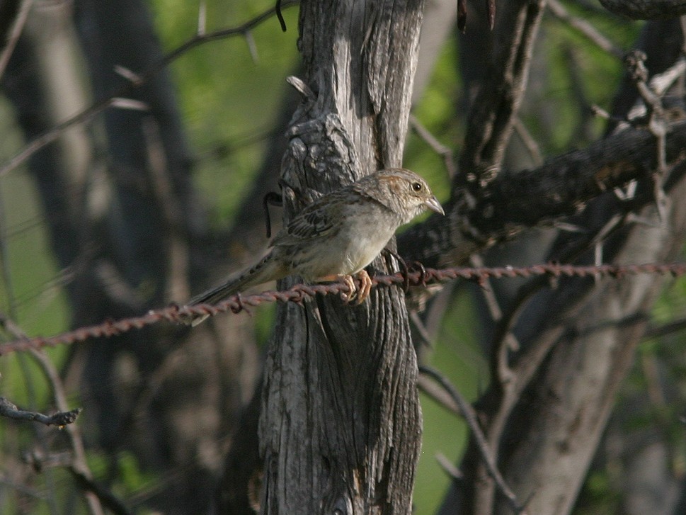 Cassin's Sparrow - ML611709917