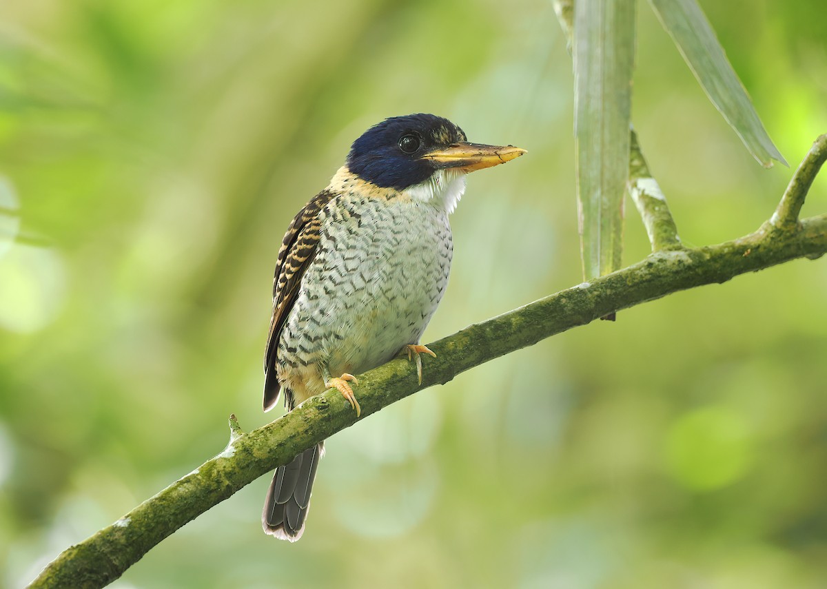 Scaly-breasted Kingfisher (Scaly-breasted) - ML611709919