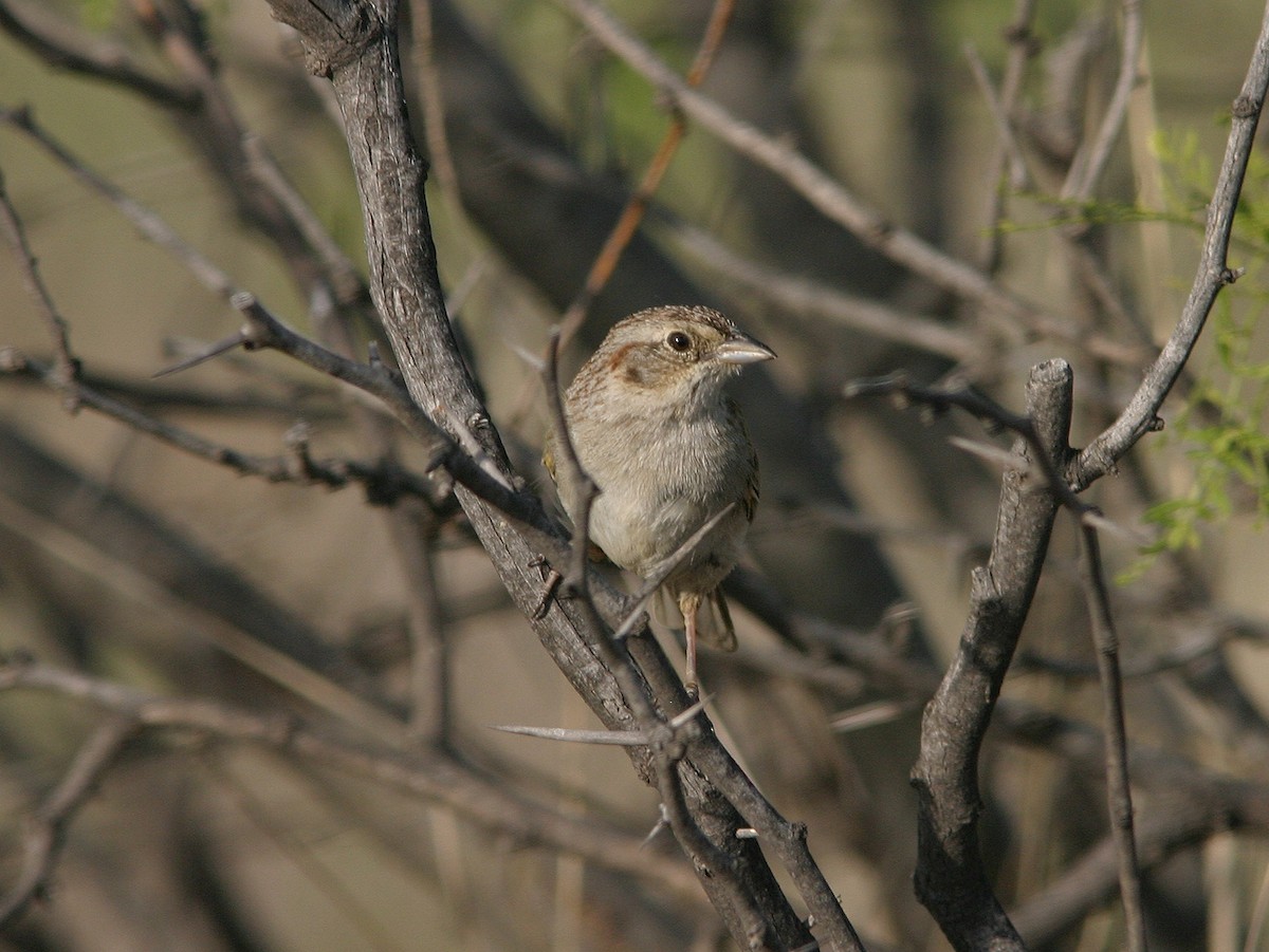 Cassin's Sparrow - ML611709930