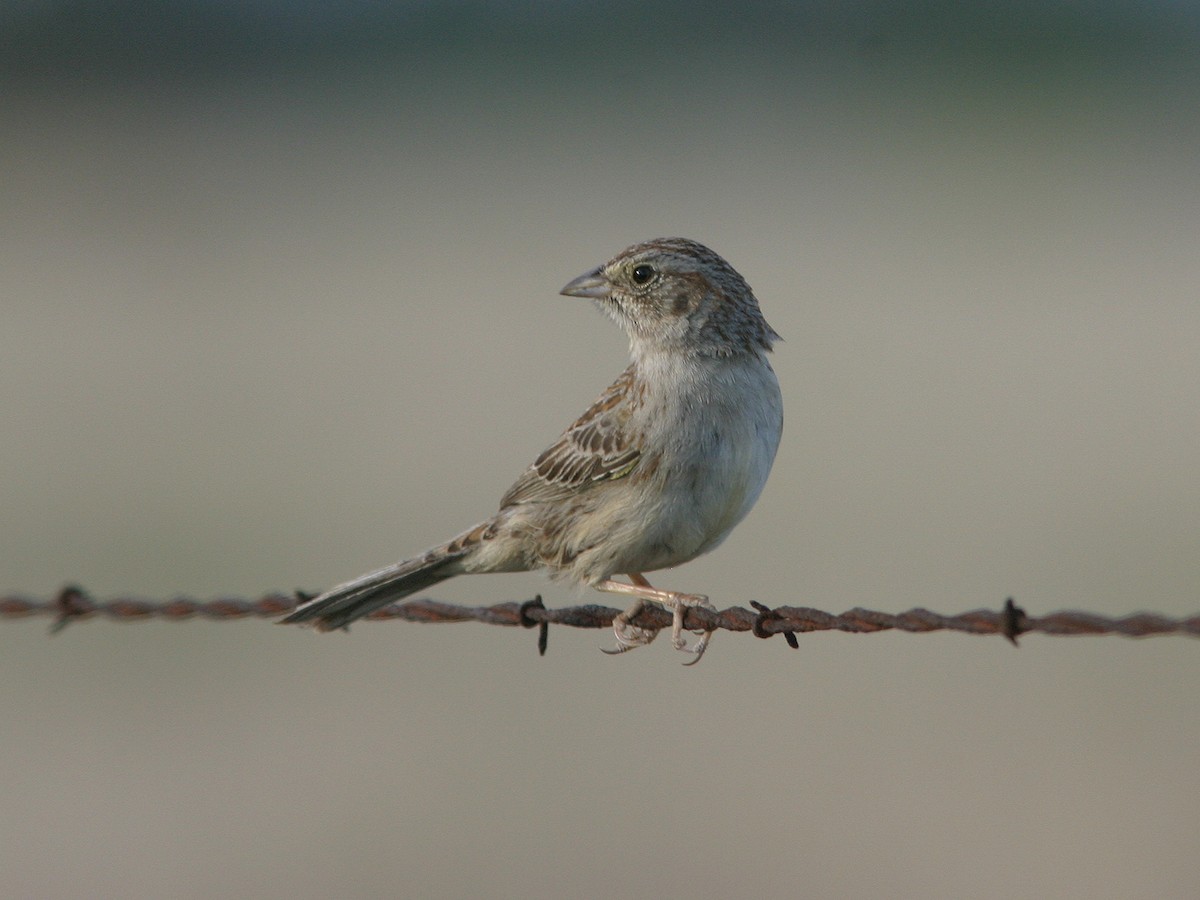 Cassin's Sparrow - ML611709937