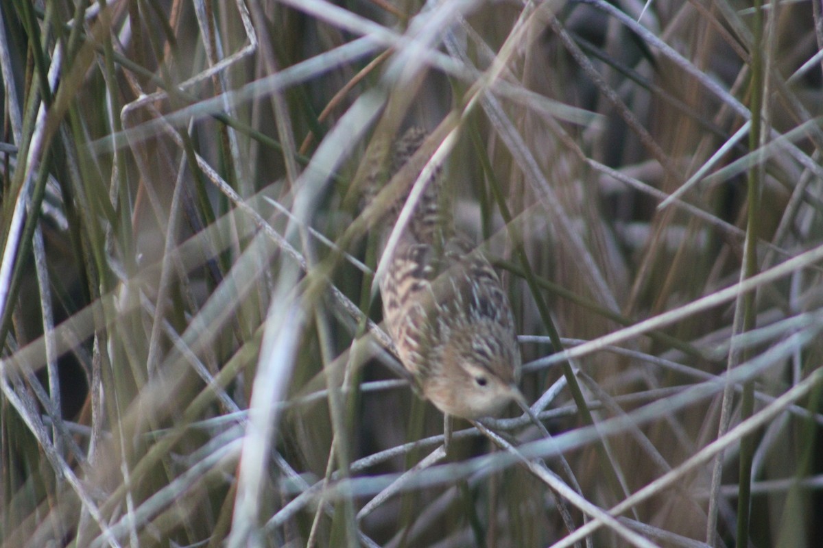 Sedge Wren - ML611709940