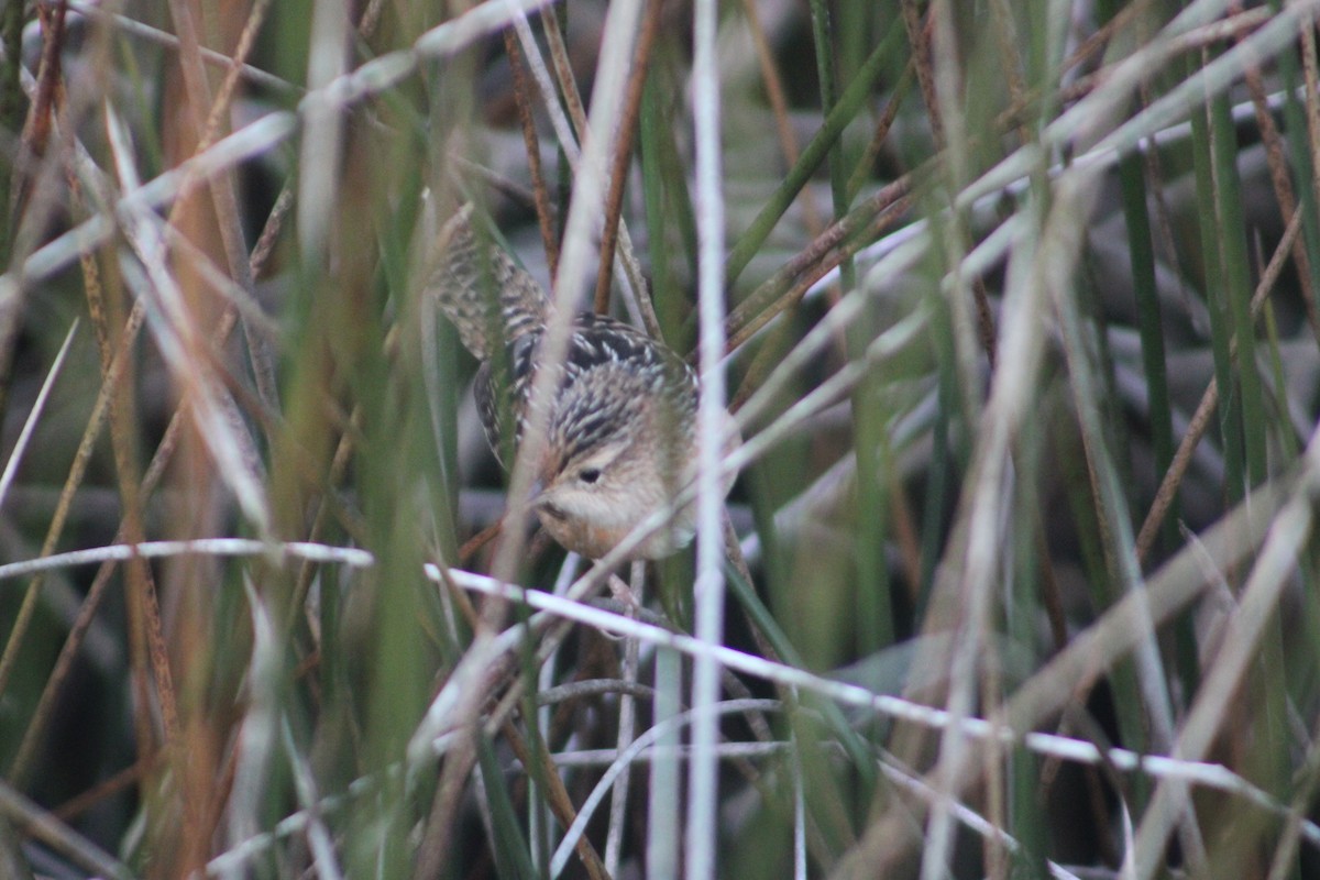 Sedge Wren - ML611709962