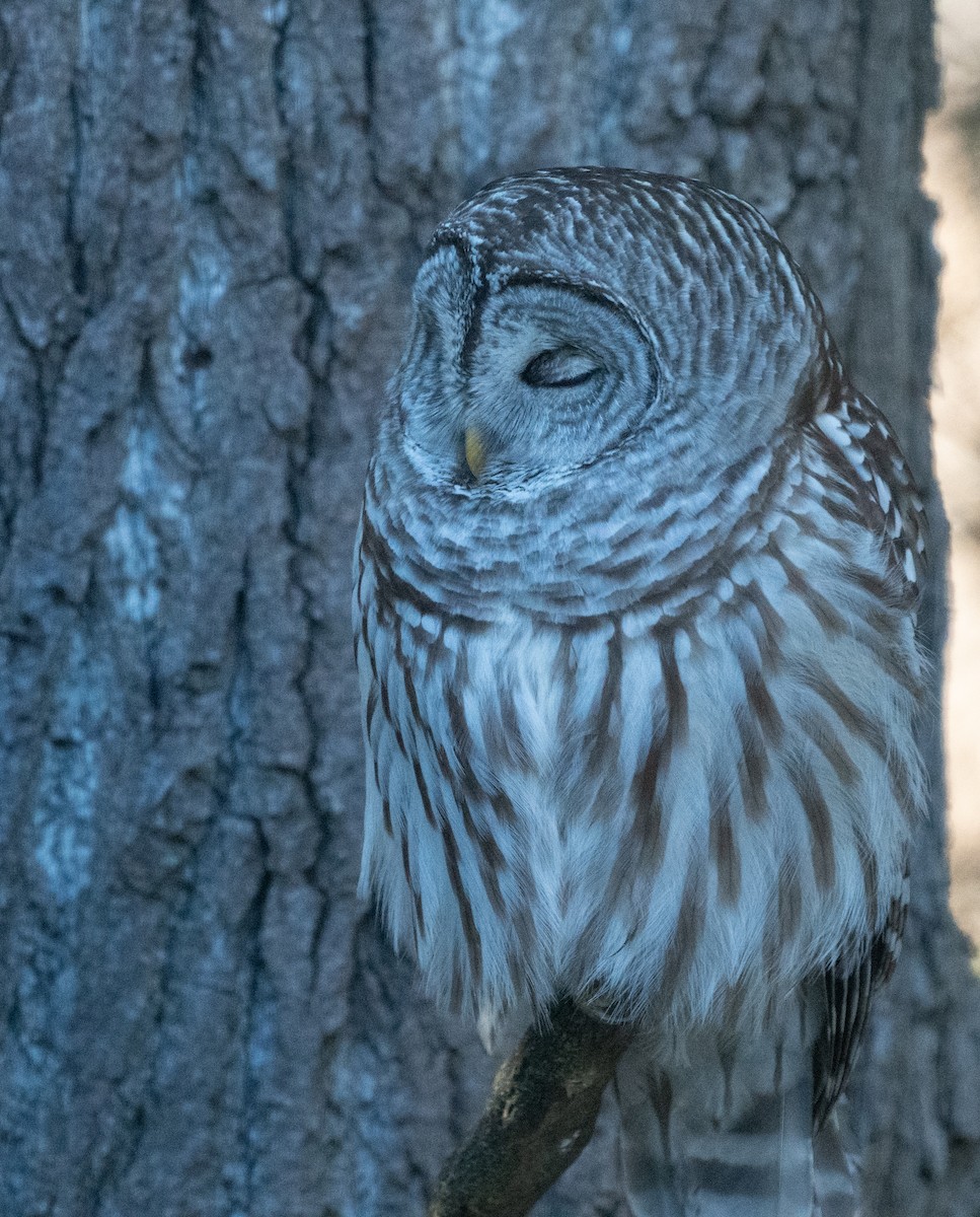 Barred Owl - ML611710004