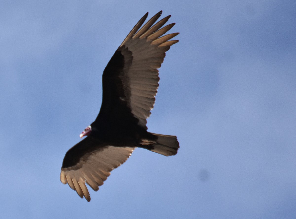 Turkey Vulture - ML611710005