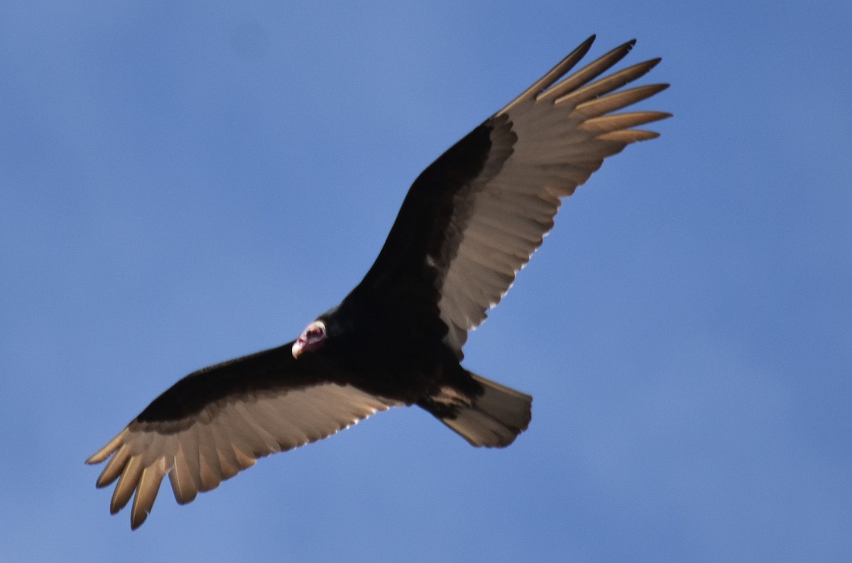 Turkey Vulture - ML611710006