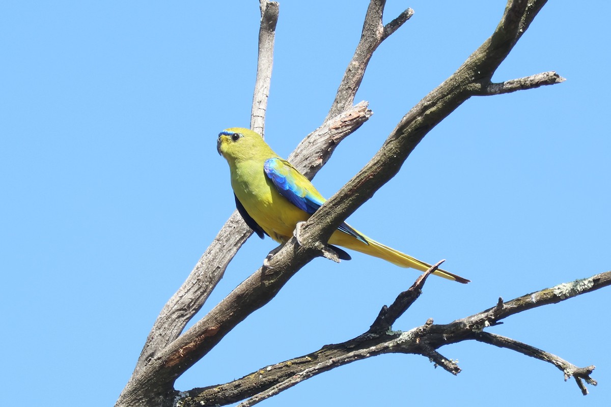 Elegant Parrot - Shinead Ashe