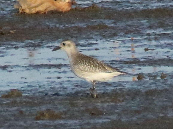 Black-bellied Plover - ML611710101