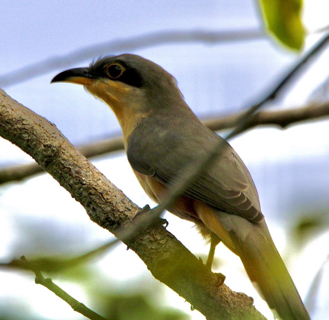 Mangrove Cuckoo - ML611710128