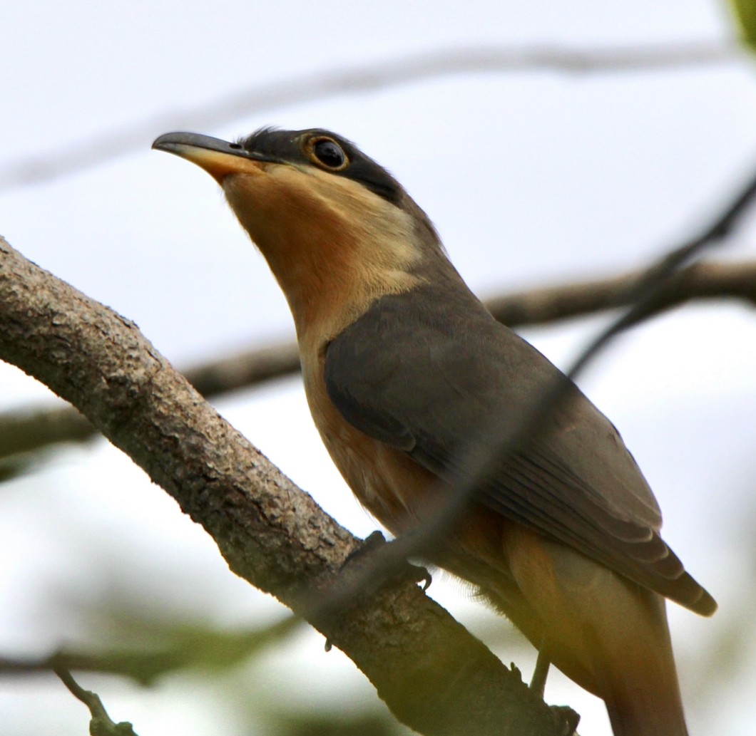 Mangrove Cuckoo - ML611710129