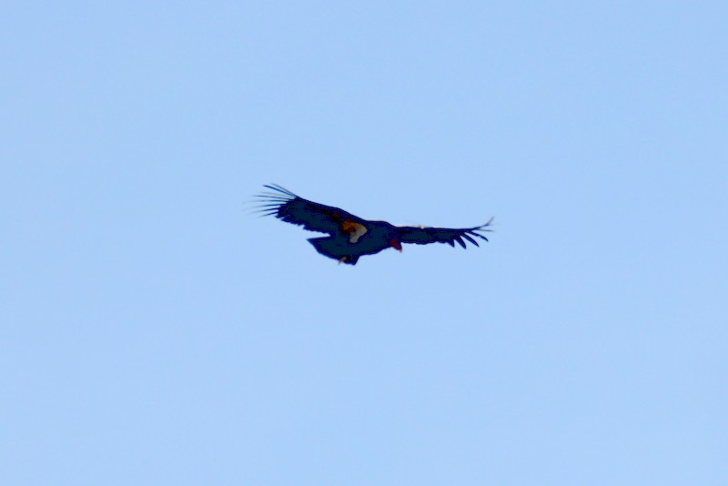 California Condor - ML611710209