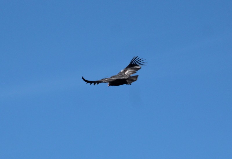 California Condor - ML611710210