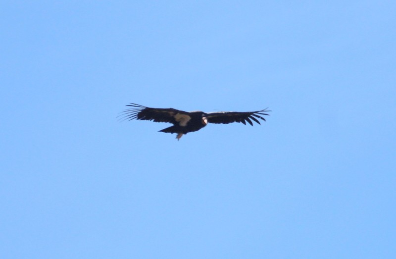 California Condor - ML611710212