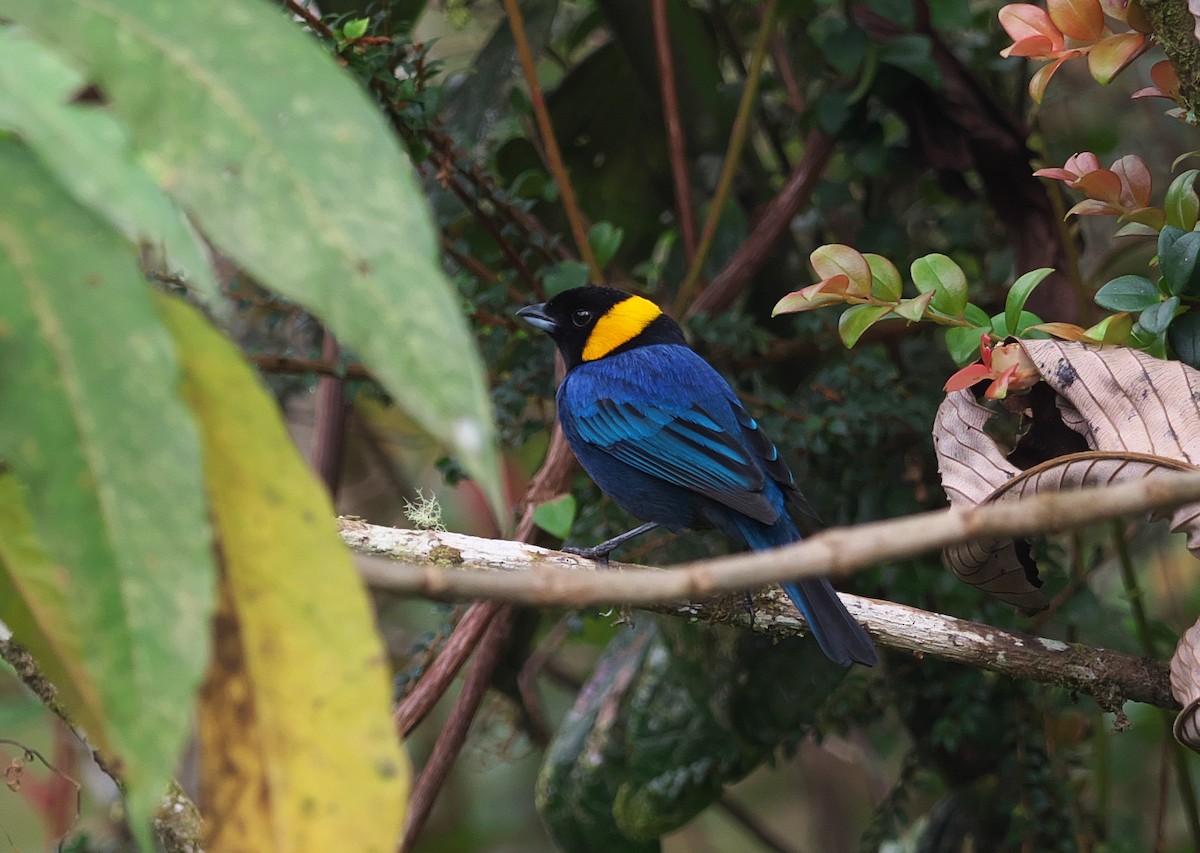 Yellow-scarfed Tanager - ML611710455