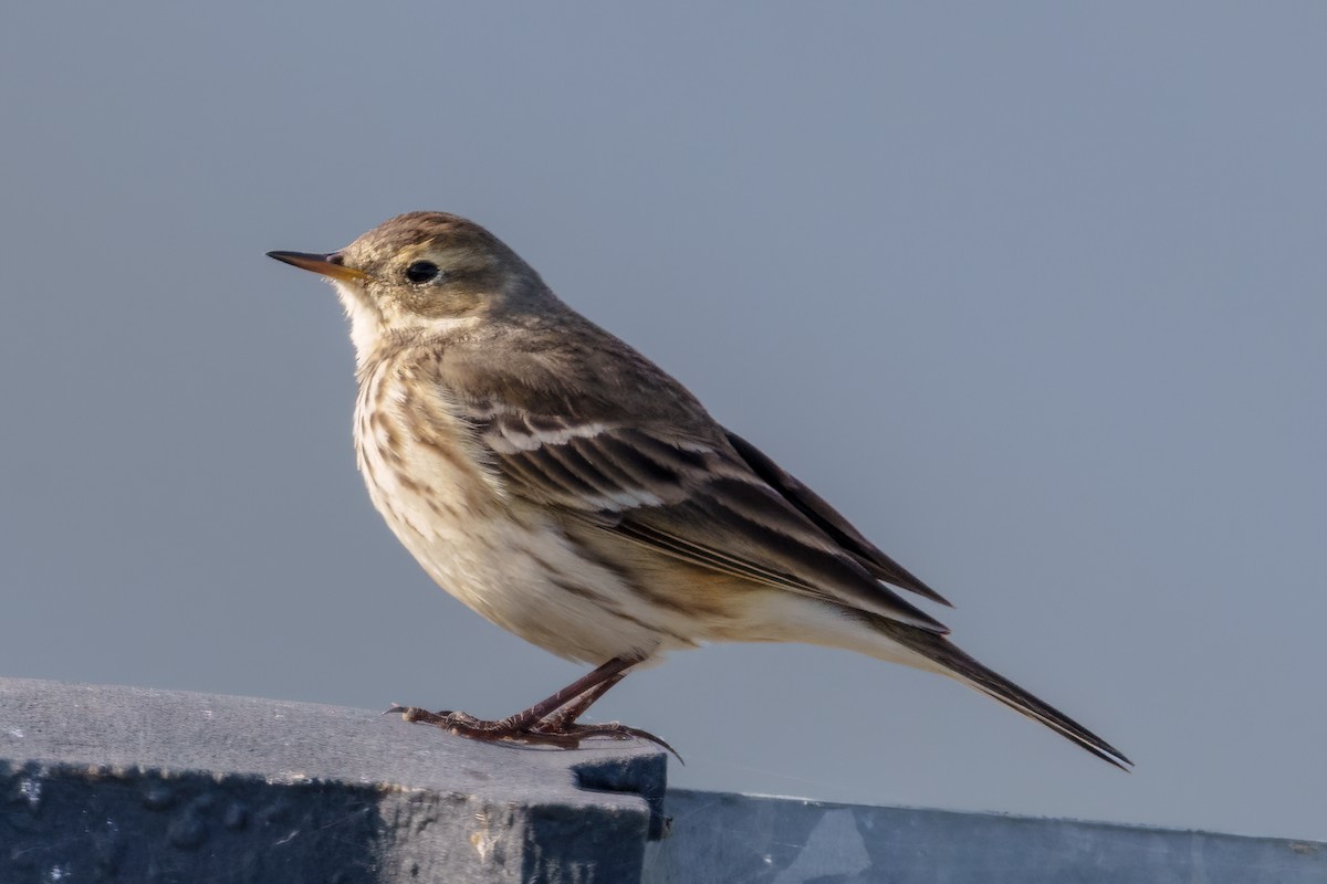 American Pipit - Ted Zobeck