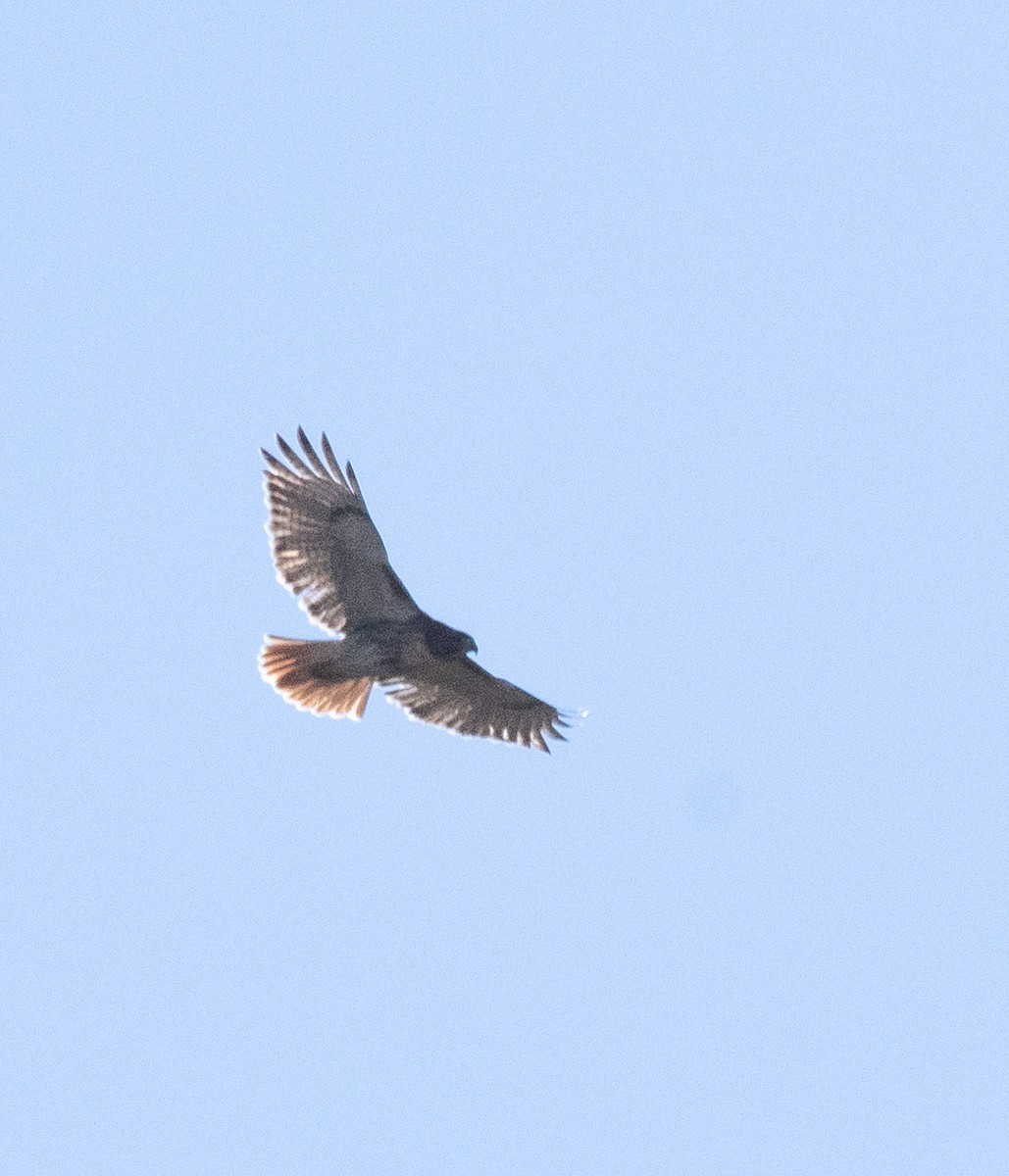 Red-tailed Hawk - ML611710507