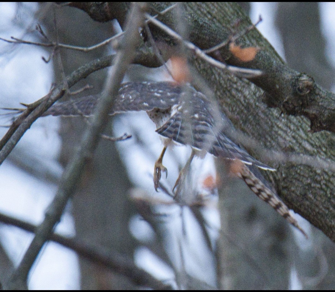 Cooper's Hawk - ML611710586